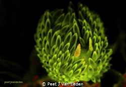 Fluorescent Gasflame Nudibranch during a night dive at th... by Peet J Van Eeden 